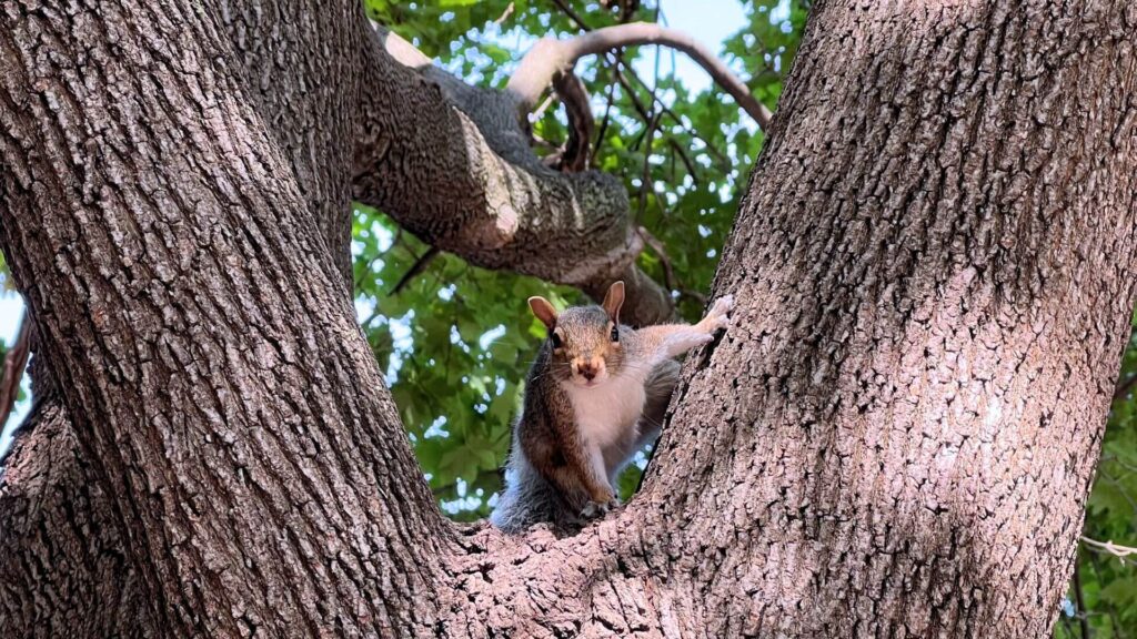10 différences entre le Québec et la France