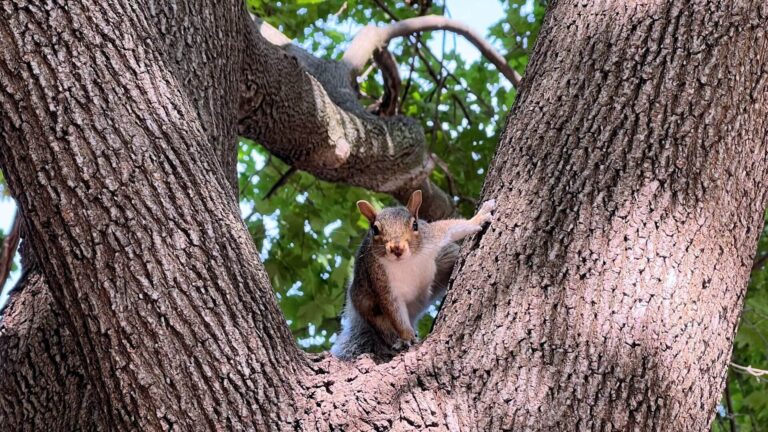 10 différences entre le Québec et la France