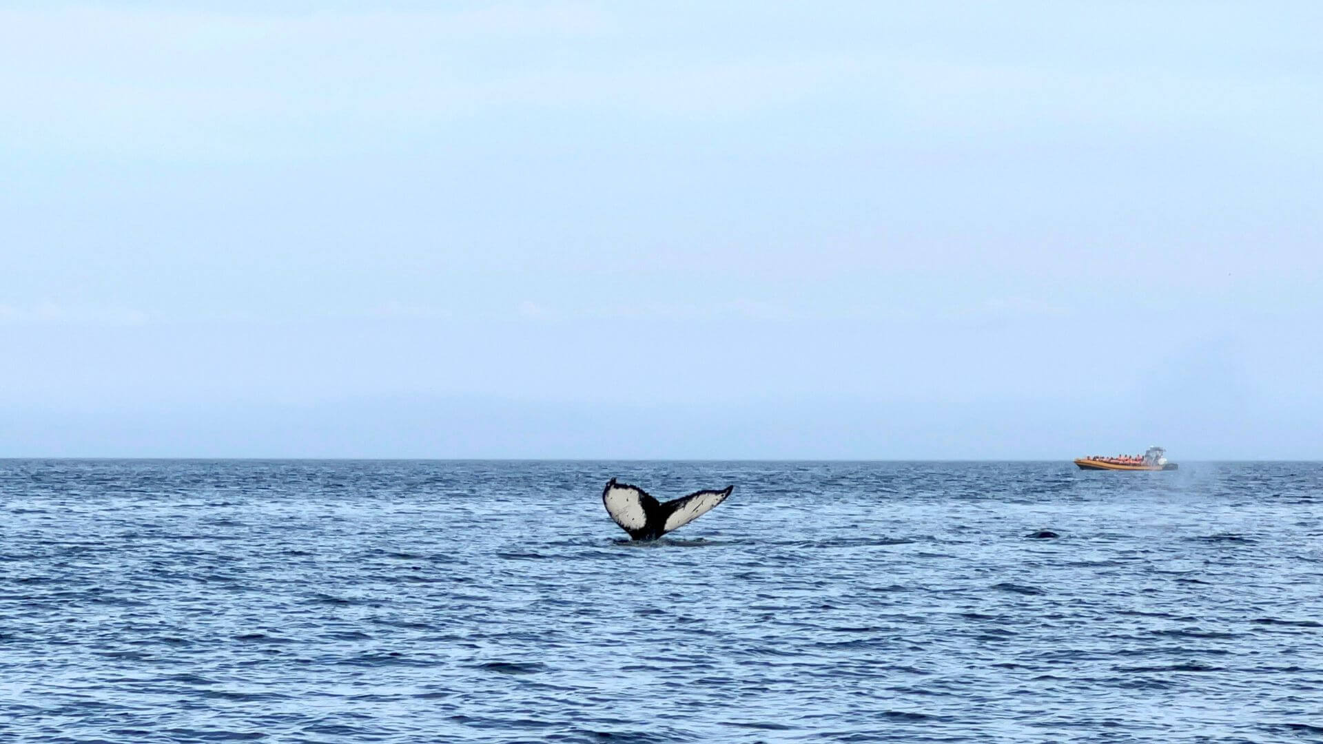 Comment voir des baleines au Québec