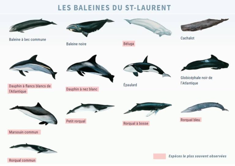 Les 13 espèces de mammifères marins du Québec