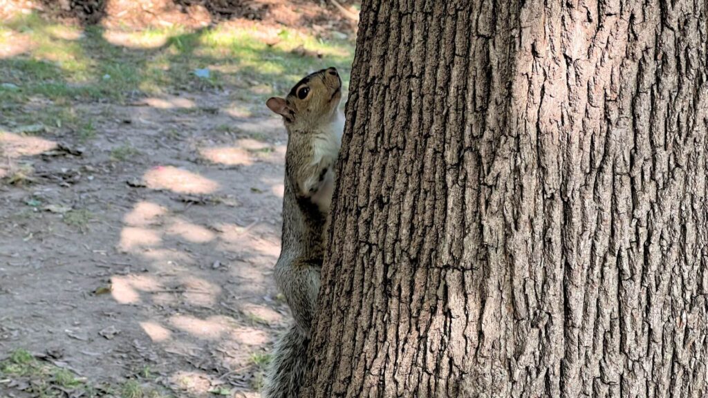 Les écureuils au Québec