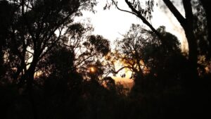 Courir dans le bush le pire et le meilleur du trail