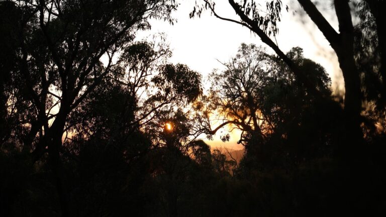 Courir dans le bush le pire et le meilleur du trail