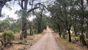 Courir dans le bush, le pire et le meilleur du trail