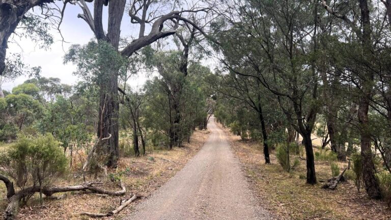 Courir dans le bush, le pire et le meilleur du trail