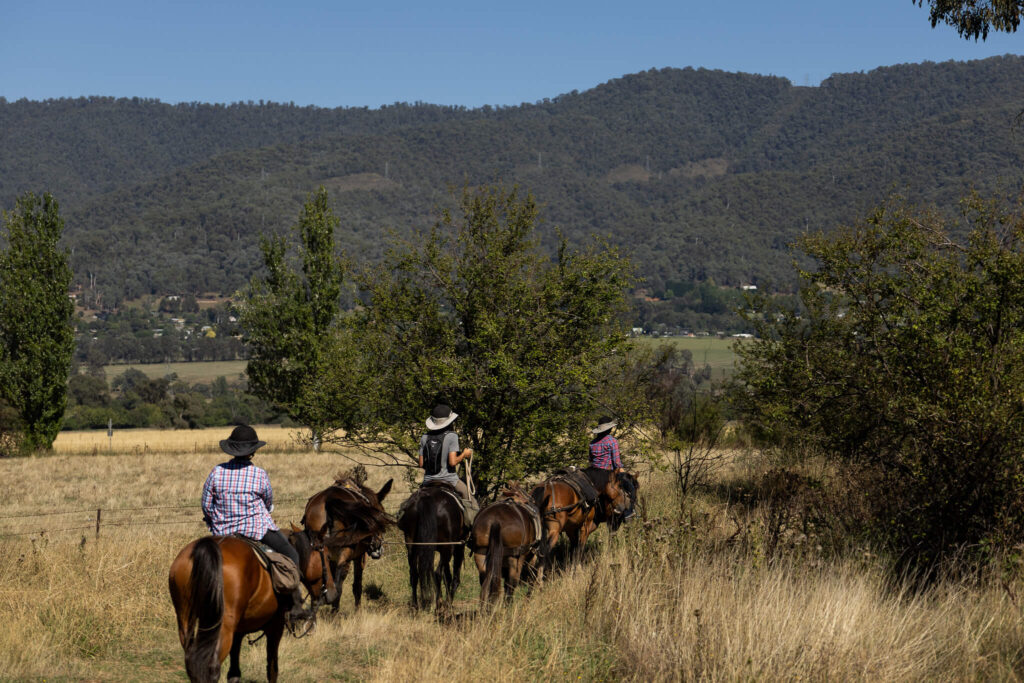 La manade, un troupeau, des hommes et des chevaux