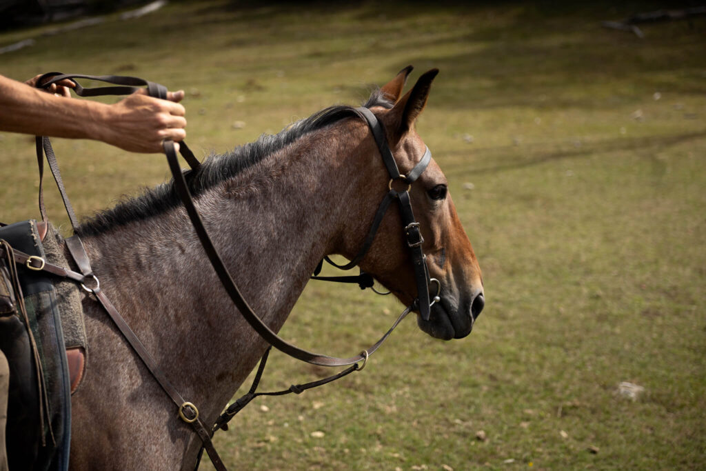 Les chevaux de montagne de Spring Spur